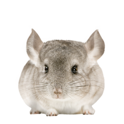 龍貓